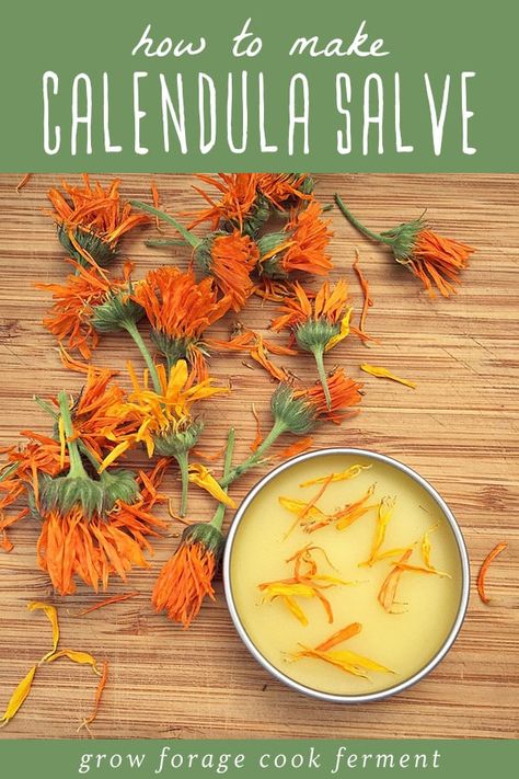 Calendula is a beautiful flower with powerful medicinal benefits. It's often used in natural remedies, salves, and creams, and is a terrific herb to have in your herbal medicine cabinet. Make the best use of its healing powers with this easy calendula salve. #herbalism #calendula Herbal Medicine Cabinet, Ancient Remedies, Calendula Salve, Salve Recipes, Common Knowledge, Kitchen Herbs, Natural Healing Remedies, Diy Remedies, Cold Home Remedies