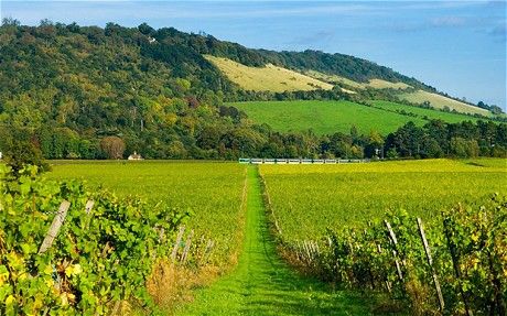 Box Hill, near Dorking, Surrey: one of the best picnicking spots in England? #perfectpicnic #joules Beautiful Places In England, Uk Bucket List, Emma Woodhouse, Box Hill, Surrey England, Places In England, Kingston Upon Thames, Perfect Picnic, Things To Do In London