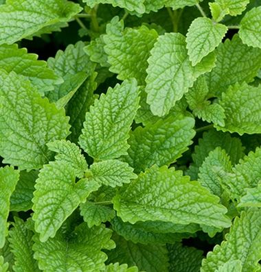 Lemon Balm Natural Mosquito Repellent Plants, Natural Mosquito Repellant, Mosquito Repelling Plants, Hydroponic Growing, Small White Flowers, Plant Spacing, Aromatic Herbs, Organic Seeds, Herb Seeds