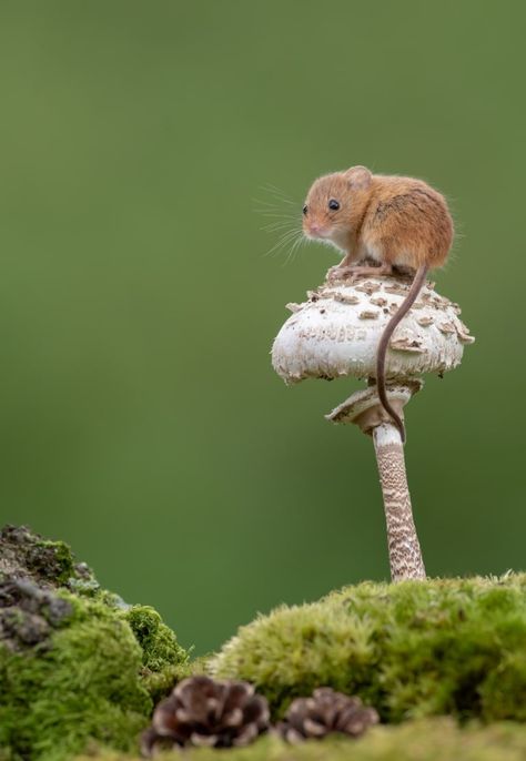 Delightful Photos of Acrobatic Harvest Mice Balancing on Plant Stems Harvest Mice, Field Mice, Watercolour Animals, Harvest Mouse, British Wildlife, 웃긴 사진, Animal Photos, Cute Animal Pictures, Rodents