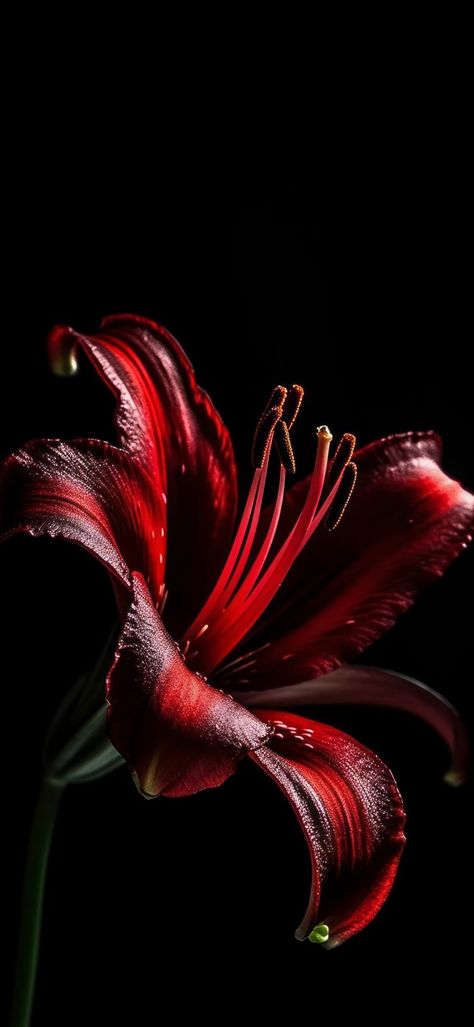 Red Lily Wallpaper, Red Lilies Aesthetic, Red Flowers Wallpaper Iphone, Black And Dark Red Aesthetic, Lillies Wallpapers, Red Flower Wallpaper Iphone, Dark Red Flowers Wallpaper, Dark Red Flowers Aesthetic, Flower Dark Wallpaper