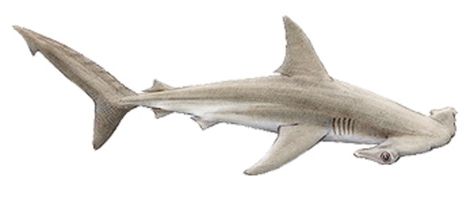 Hammerhead Shark Art, Hammerhead Shark Drawing, Hammerhead Tattoo, Drawing Side View, Chainsaw Carving Patterns, Shark Illustration, Shark Drawing, Shark Art, Shark Swimming