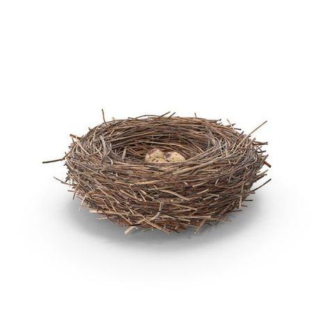 Bird's Nest Soup, Nest Images, Birds Nests, Nest Art, Bird Nests, Mini Bonsai, Airport Design, The Lost World, Birds Nest