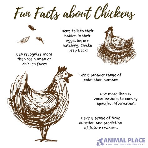 Fun facts about chickens!   #Chickens #funfacts #didyouknow #chickenfun Facts About Chickens, Chicken Facts, Backyard Animals, Raising Chicks, Backyard Chicken Farming, Chicken Life, Raising Backyard Chickens, Chicken Garden, Keeping Chickens