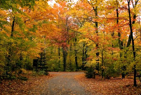 Maple Forest, Canadian Forest, Mindset Work, Background Reference, Fall Green, Travel Magazine, Killarney, Card Mockup, Forest Photography