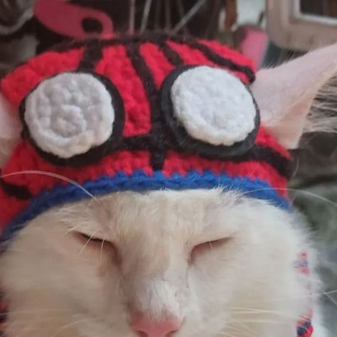 Spider Man Crochet, Crochet Pet, Cat Hat, Bulk Order, Crochet Gifts, Crochet Animals, Dm Me, Spiderman, Feel Free