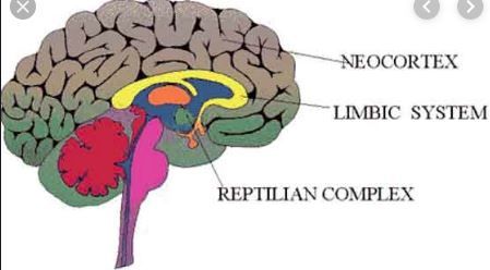 Parts of Reptilian Brain and Their Functions | Read Biology Triune Brain, Reptilian Brain, Brain Learning, Music Visualization, Limbic System, Brain Stem, Family Systems, Human Brain, Subconscious Mind