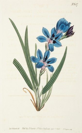 Babiana Stricta. Dark Blue Flowered Upright Babiana. [Freesia] Spring Crocus, Flower Violet, Journal Images, Garland Flower, Single Flowers, Dark Blue Flowers, Crocus Flower, Flower Collage, Drawing Flowers