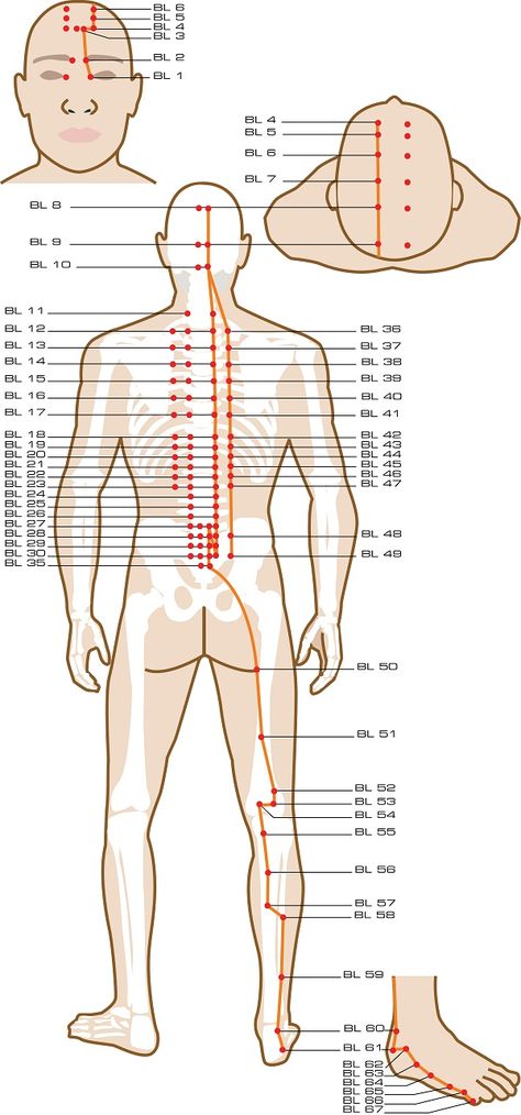 Urinary Bladder Acupuncture Points Meridian Acupuncture, Urinary Bladder, Meridian Points, Acupuncture Benefits, Energy Medicine, Acupuncture Points, Acupressure Points, Massage Techniques, Traditional Chinese Medicine