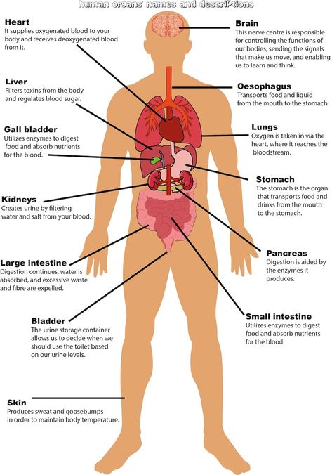 Parts of the Body Labelling Activity Human Anatomy Education - Etsy Canada Human Body All Organs, Organs In Body, Organ Placement Human, Body Diagram Drawing, Body Diagram Anatomy, Organs Of The Body Anatomy, Human Body Anatomy Drawing, Organ Diagram, Anatomy Labeled