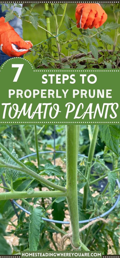 How To Care For Tomato Plants Tips, How To Keep Tomato Plants From Falling, Tomato Plant Care Tips, Prune Tomato Plants How To, Tomato Pruning Tips, How To Prune Tomatoes For Maximum Yield, How To Trim Tomato Plants, How To Care For Tomato Plants, How To Stake Tomato Plants