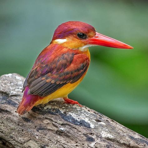 Rufous-backed Kingfisher @ Selangor, Malaysia-- the land of birding paradise! Mar2019. #kings_birds #kingfishers #birds_brilliance… Cozumel Island, Winter Deserts, Birds And The Bees, Most Beautiful Birds, Rare Birds, Birdwatching, Small Birds, Post Card, Kingfisher