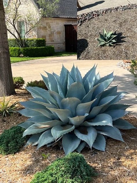 9 Beautiful Types of Blue Agave Plants | Balcony Garden Web Agave Plant Landscaping Florida, Blue Glow Agave Landscape, Blue Agave Plant Landscape Design, Foxtail Agave In Pot, Types Of Agave Plants, Agave Plant Landscaping Front Yards, Agave Garden Design, Agave Plant Landscaping, Agave Landscaping