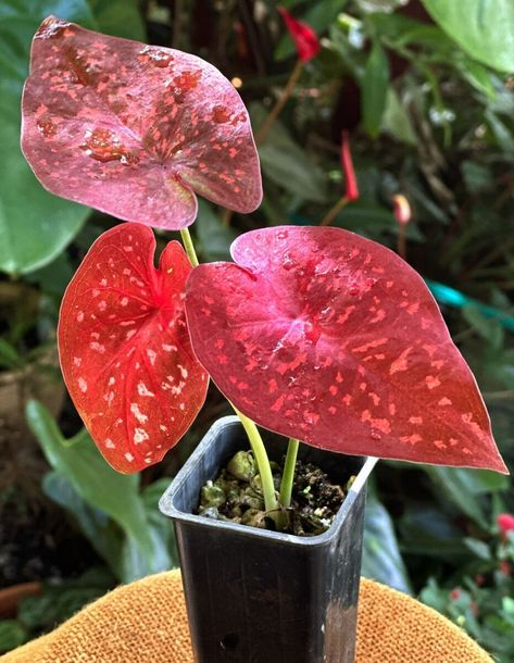 Check out Caladium Divine Red Tropical Indoor Outdoor Plant #CDBIN3 | Colly Dolly EXPRESS, the latest item I added on eBay! #eBay #eBaySeller https://ebay.us/eofn5q Plant Seedlings, Outdoor Plant, Trust You, Planting Bulbs, Outdoor Plants, Garden And Yard, Outdoor Gardens, Outdoor Living, Indoor Outdoor