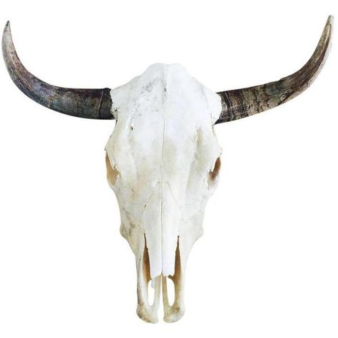 Authentic Cow Skull ($225) ❤ liked on Polyvore featuring home, home decor, sculptural wall objects, bull skull, cow skull, steer skull, skull home decor and skull home accessories 2024 Sketchbook, Still Life Practice, Portrait Drawing Ideas, Polyvore Fillers, Accessories Png, Skull Home Decor, Steer Skull, Sculptural Wall, Photography Collage