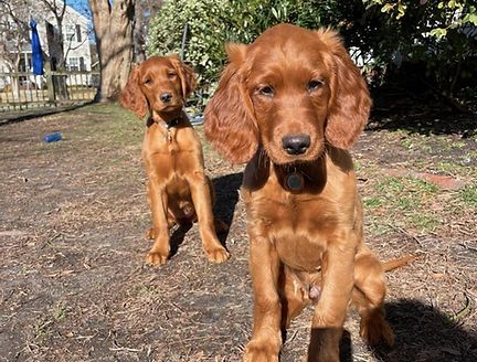 Golden Irish Retriever Puppies For Sale | North Carolina Golden Irish Dog, Red Golden Retriever Puppy, Golden Retriever Mix Puppies, Golden Irish, Mini Golden Retriever, Irish Setters, Golden Retriever Puppies, Good Family, Pet Pictures