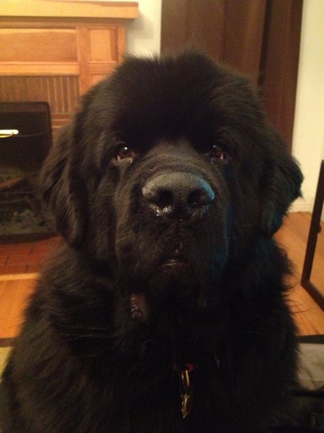 Hungry Newfie New Found Land Dog, Landseer Dog, Animals Information, Newfoundland Puppies, Big Puppies, Dog Pads, Newfoundland Dog, Dog Photos, Big Dogs