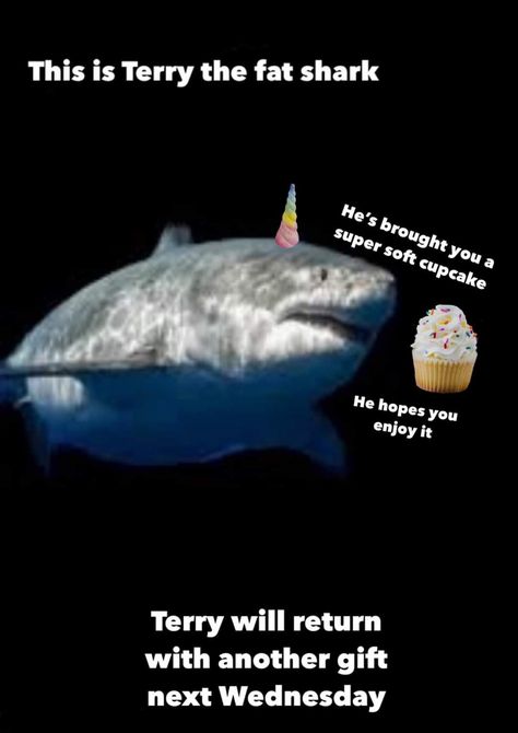 Terry The Fat Shark, Shark Meme, Save The Sharks, Shark Facts, Shark Plush, Cute Shark, Shark Week, Silly Animals, Wholesome Memes