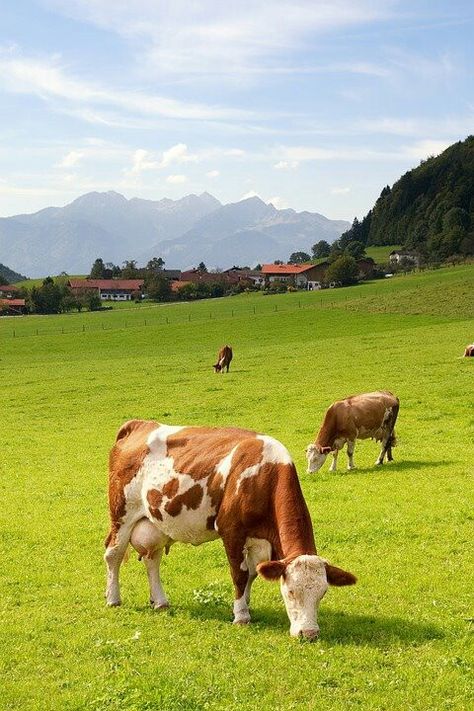 Hf Cow, Dairy Farming, Cow Photography, Country Photography, Cow Calf, Bavaria Germany, Arte Animal, Cute Cows, Country Farm