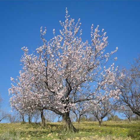 Tree Buds, California Backyard, Almond Flower, California Almonds, End Of Spring, Edible Seeds, Almond Tree, Tree Pruning, End Of Winter