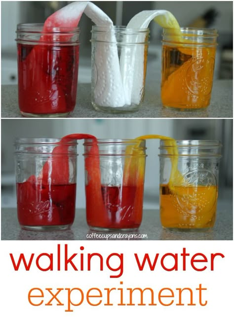 Walking Water Kids Science Experiment! Walking Water Science Experiment, Walking Water Experiment, Vetenskapliga Experiment, Water Science Experiments, Walking Water, Science Experience, Water Experiments, Experiment For Kids, Kid Science