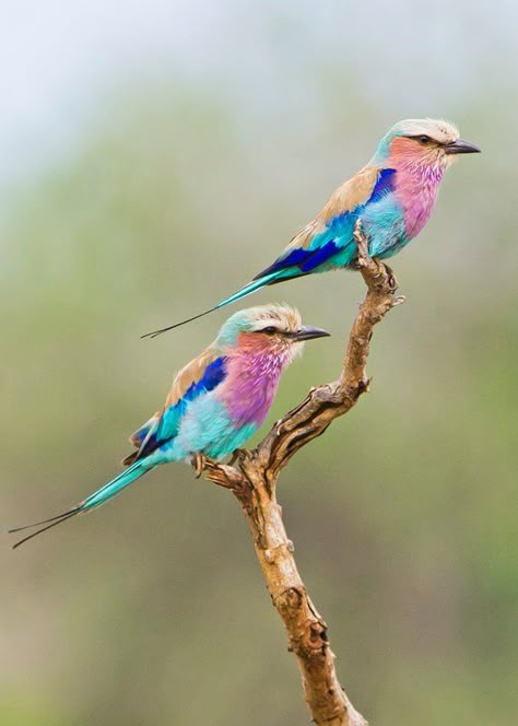 Lilac breasted rollers #Birdwatching #photography South African Birds, Mini Tela, Lilac Breasted Roller, Hummingbird Pictures, Nature Birds, Tropical Birds, Exotic Birds, Naha, Pretty Birds