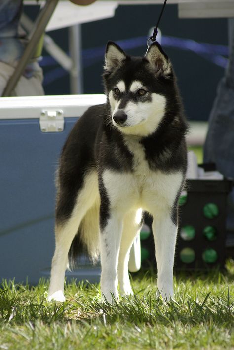 Maggie | UKC show hosted by the Alaskan Klee Kai Association… | Flickr Alaskan Dog Breeds, Alaskan Klee Kai Full Grown, Alaskan Klee Kai Puppy, Alaskan Malamute Red, Miniature Husky Alaskan Klee Kai, Dog Types, Alaskan Klee Kai, Every Dog Breed, Types Of Dogs