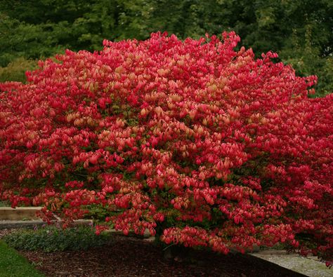 When to prune burning bush - know the right time to trim | Castor Bean Plant, Dangerous Plants, Euonymus Alatus, Tall Shrubs, Buddleja Davidii, Mock Orange, Trumpet Vine, Burning Bush, Bob Vila