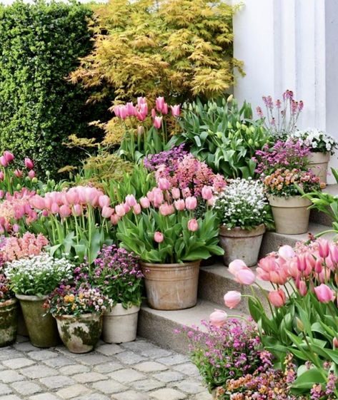 Provence Patio Ideas, Flower Color Schemes Garden, Autumn Flower Pots, Parisian Courtyard Garden, Potted Cut Flower Garden, Savoury Potluck Ideas, Builder Grade Backyard Makeover, Early Spring Porch Decor, Porch Flowers Ideas Potted Plants