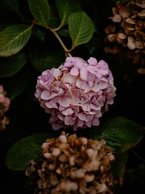 Photo by Annie Spratt on Unsplash Pantone Flower, Annie Spratt, Hd Pink Wallpapers, Rose Images, Leaf Background, Hydrangea Flower, Flower Images, Pictures Images, Pink Wallpaper