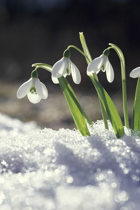 Glory Of The Snow, Ornamental Cabbage, Lenten Rose, Snow Flower, Winter Plants, Evergreen Plants, Winter Flowers, Evergreen Shrubs, Deciduous Trees