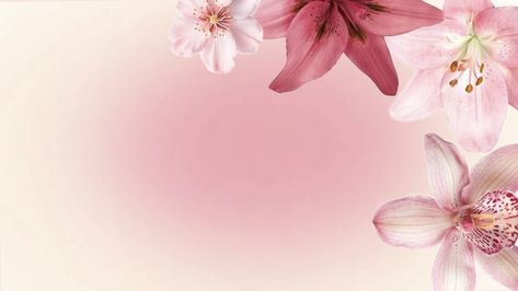 Rectangle Photos Aesthetic, Flower Macbook Wallpaper High Quality, Background Images For Macbook, Flower Backgrounds Landscape, Soft Pink Pc Wallpaper, Facebook Cover Photos Pink, Cherry Blossom Laptop Wallpaper Hd, Desktop Wallpaper Aesthetic Flowers, Ipad Wallpaper Cherry Blossom