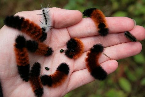 What does the woolly bear caterpillar do in winter? Read the infinite Spider blog to learn more. Wooly Bear Caterpillar, Woolly Bear, Bug Boy, Cool Bugs, Beautiful Bugs, Arthropods, Creepy Crawlies, Little Critter, Bugs And Insects