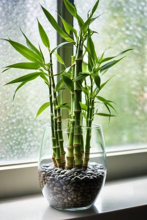 6 Tactics To Grow Lucky Bamboo Indoors Lucky Bamboo Plants Decor, Zen Terrace, Lucky Bamboo In Water, Bamboo Plants Indoor, Bamboo Indoor Plant, Lucky Bamboo Decor, Bamboo Plant Indoor, Lucky Bamboo Care, Indoor Bamboo Plant