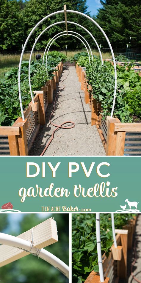 Create a beautiful arch between your raised beds with this easy and effective DIY Vegetable Garden Trellis using PVC, wire, and wood. This super simple garden trellis is perfect for peas and climbing beans. #trellis #garden #PVC #DIY #easy #instructions #howto Diy Wood Garden Trellis, Easy Garden Arch Diy, Pea Arch Trellis, Diy Arch Trellis How To Build, Garden Arch Diy Simple, Pvc Garden Arch, Raised Bed Arch Trellis, Pvc Arch Trellis, Raised Garden Beds Trellis