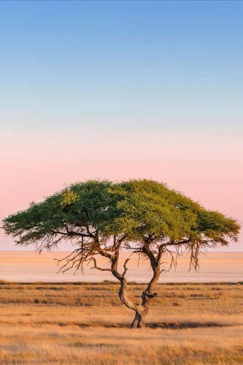 Nature Trees Photography, African Photography Nature, South African Trees, Savanna Core, Safari Trees, African Landscape Photography, African Savannah Landscape, African Leaves, South African Landscapes