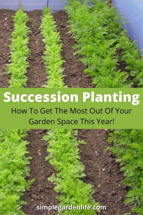 Pioneer Living, Suburban Homestead, Garden 101, Herbs Growing, Garden Hacks Diy, Cold Frames, Garden Container, Gardening Vegetables, Succession Planting