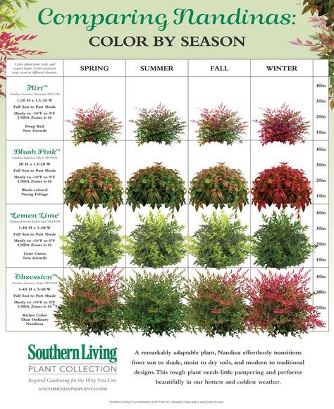 Nandinas come in a variety of forms and colors. Here, we size them up! Evergreen Color, Southern Living Plants, Front Landscaping, Garden Shrubs, Front Yard Garden, Landscaping Design, Front Yard Landscaping Design, Landscaping Plants, Southern Living