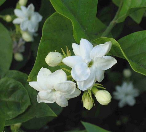 Tea Pot Cover, Sambac Jasmine, Jasminum Sambac, Arabian Jasmine, Grafting Plants, Happy Wedding Anniversary Wishes, Hawaii Flowers, Jasmine Sambac, Jasmine Plant