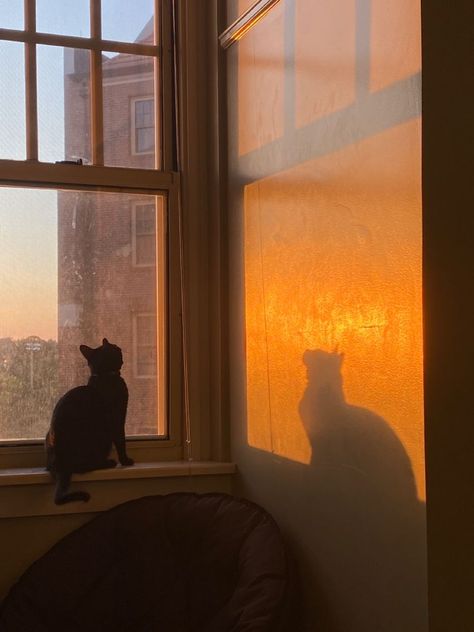 Cat Sitting Painting, Cat Sitting On Lap, Cat Sitting Pose, Cat Sitting On Window Sill, Cat Sitting In Window, Cat Sitting Drawing, Sunset Through Window, Cat Windowsill, Aesthetic Keys