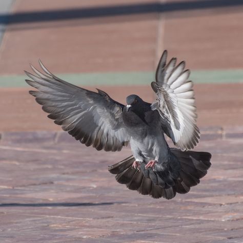 Pigeon In Flight, Pegion Bird Aesthetic, Pigeon Reference, Pigeons Flying, Surreal Creatures, Pigeon Flying, Pigeon Tattoo, Creative Photography Logo, Flying Pigeon