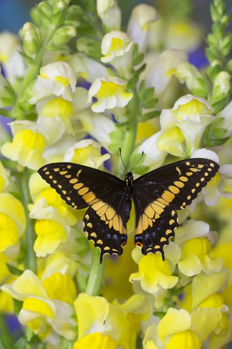 Papilio polyxenes swallowtail butterfly from Costa Rica Costa Rica Butterfly, Costa Rica Animals, Mariposa Butterfly, Butterflies Of Costa Rica, Amazon Rainforest Butterflies, Butterfly Chrysalis, Zebra Swallowtail Butterfly, Citrus Swallowtail Butterfly, Papilionidae Butterfly