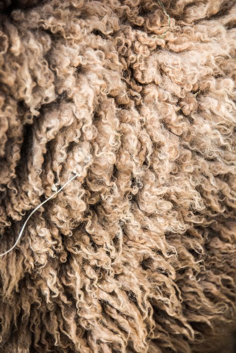 Sheep Farm Aesthetic, Sheep Aesthetic, Wool Aesthetic, Sheep Photography, One Wild And Precious Life, Wild And Precious Life, Sheep Rug, Petroglyphs Art, Wool Sheep