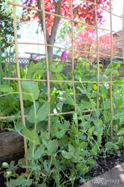 Bamboo Stick Trellis, Diy Pea Trellis, Pea Trellis Ideas, Vine Vegetables, Green Bean Trellis, Peas Growing, Grow Peas, Bean Trellis, Trellis Diy