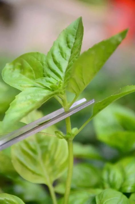 How to Prune Basil for Big, Bushy Basil Plants (With Photos) How To Prune Basil, Prune Basil, Pruning Basil, Drying Fresh Herbs, Grow Basil, Bushy Plants, Sage Plant, Growing Basil, Harvesting Herbs