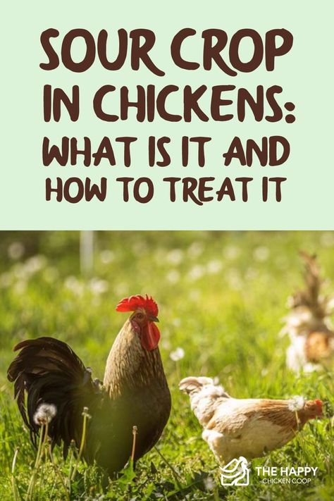 How To Keep Coop Smelling Good, Sour Crop In Chickens, Raising Cornish Game Hens, Molting Chickens Hens, Chicken Illness, What Helps Chickens Lay Eggs, Mobile Chicken Coop, Urban Chicken Farming, Chicken Home