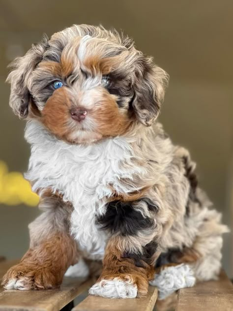 Ausidoodle Puppies, Aussiepoo Puppies, Mini Aussie Full Grown, Aussiedoodle Mini, Peekapoo Dog, Miniature Aussiedoodle, Toy Aussiedoodle, Aussie Doodle Puppy, Bernadoodle Puppy