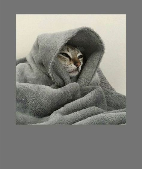 #cat #lazy #meevryday Lazy Cat Aesthetic, Cute Burrito, Burrito Blanket, Cat Meme, Lazy Cat, Cat Aesthetic, Cat Wallpaper, Animal Art, Greeting Card