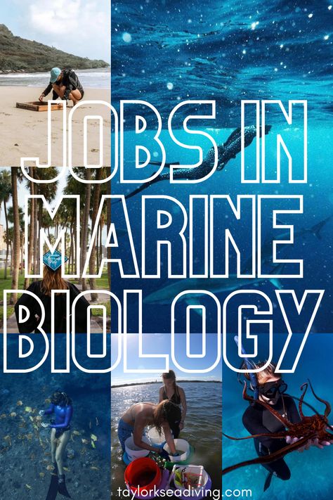 Ocean Jobs Marine Biology, Marine Biology Hawaii, Marine Biology Background, How To Become A Marine Biologist, Hawaii Marine Biology, Marine Biology Career, Marin Biology Aesthetic, Marine Biology College, Marine Biology Major Aesthetic