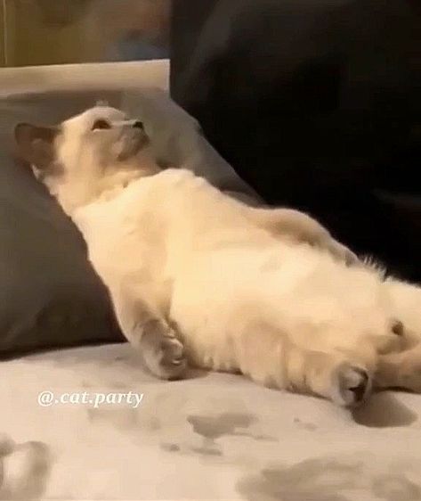 Cute cat lying dpwn on the couch on its back / sleeping cat / sleeping cats / cute cats / too cute / gatos #gatos / cat lover #catlover / best meow #bestmeow / kitty love #kittylove / cats of instagram #catsofinstagram / cat of the day #catoftheday / instacat #instacat Cat Lying Down, Cat Lying On Back, Back Sleeping, No Sleep Meme, Sleep Meme, Cat Resting, Cat Of The Day, Random Cat, Cat Sleeping In Bed